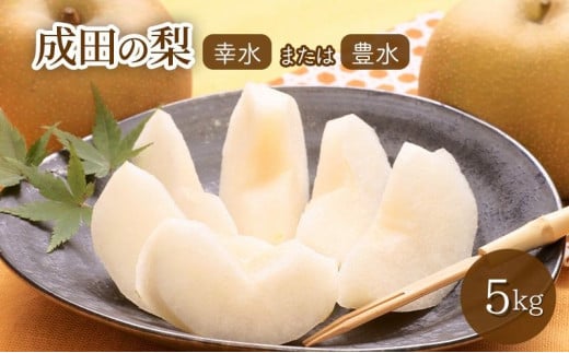 [№5904-0235]【日時指定不可】梨（幸水または豊水）5kg ナシ 果物 フルーツ 先行予約 248134 - 千葉県成田市