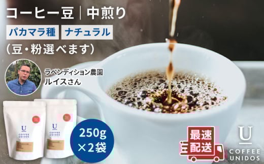 中煎り コーヒー 豆 250g × 2袋 （ 豆 ・ 粉 選べます ） ニカラグア産 ラベンディション農園 マラカツーラ種 ナチュラル 《糸島》 【COFFEE UNIDOS】 [AQF001]