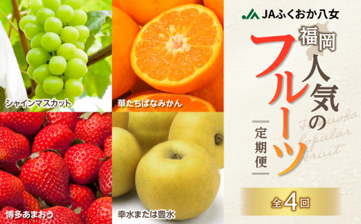 福岡人気のフルーツ定期便【全4回】ふるさと納税で人気のフルーツお届け便　JAふくおか八女からお届け！！ 梨 豊水 幸水 シャインマスカット みかん ミカン あまおう いちご 苺 イチゴ フルーツ 果物 くだもの 人気 旬 高糖度 甘い 福岡県産 アフター補償 数量限定 期間限定 産地直送 全4回 定期便 福岡県 八女市 766679 - 福岡県八女市