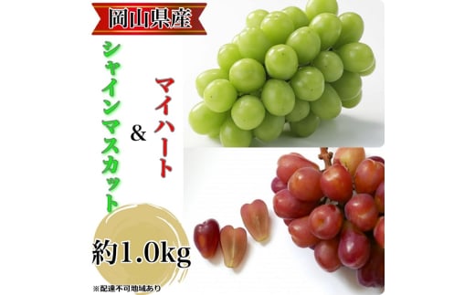 ぶどう 農家こだわりのシャインマスカット＆ハート型のマイハート  合計約1.0kg ブドウ 葡萄 岡山県産 国産 フルーツ 果物 ギフト 【 Nini farm 農家 直送 】