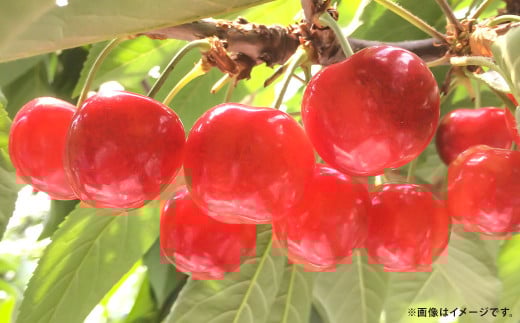 さくらんぼ 紅秀峰 約1kg （家庭用） 【2025年7月上旬～中旬発送予定】／ サクランボ チェリー 果物 果実 フルーツ 朝採れ 完熟 岩手県 二戸市 冷蔵