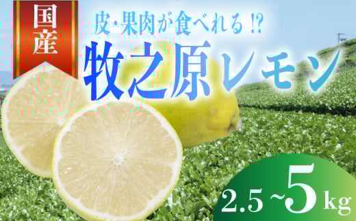 [事前受付]レモン 2~5kg 選べる 内容量 れもん 檸檬 Lemon 柑橘類 柑橘 フルーツ 果物 酸っぱい 果肉 酸味 甘み 璃の香 防腐剤不使用 牧之原レモン 静岡県 牧之原市 果肉食べられる 自宅用 贈答品 レモンスカッシュ レモンパウンドケーキ レモンサワー
