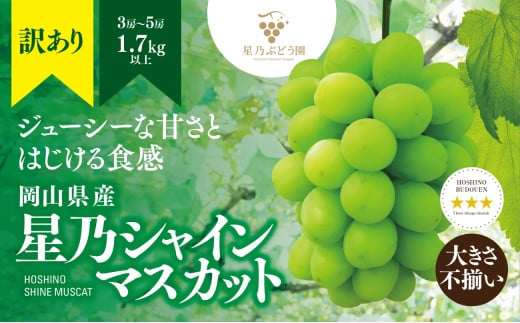 ＜訳あり＞粒の大きさが不揃い 星乃シャインマスカット 1.7kg 3房～5房入り【1554836】