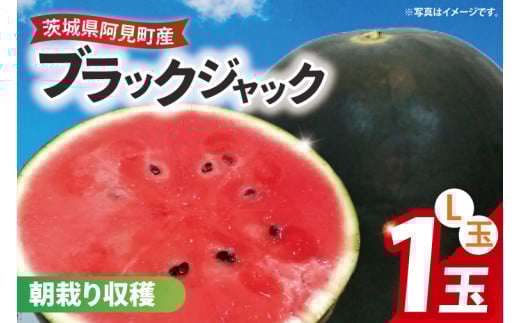 【先行予約】【7月中旬より発送】すいか ブラックジャック L玉【スイカ 大玉 大きい 高級感 種少ない 甘い 贈り物 贈答品 プレゼント 茨城県産 茨城県 阿見町】(87-01)