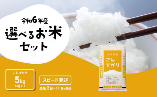 [スピード発送]こしひかり 5kg 令和6年産 精米 白米 茨城県産 米 お米 すぐ届く すぐ発送 [SF196yai]