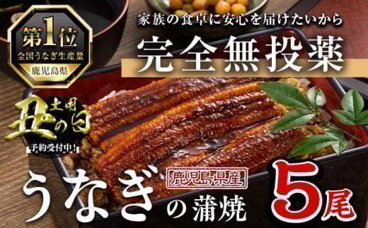 ＜丑の日先行予約受付中！＞鹿児島県産うなぎ蒲焼 (1尾あたり136g～155g×5尾、タレ・山椒付き) 鰻 かばやき 冷凍【西日本養鰻】B175-U 2095366 - 鹿児島県曽於市