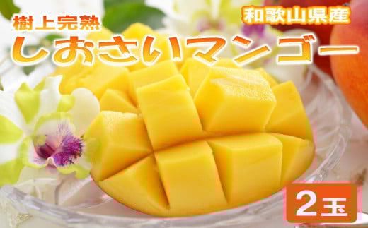 和歌山県産 樹上完熟しおさいマンゴー(2玉入り)※2025年7月下旬～2025年8月下旬頃に順次発送【tecj1030】