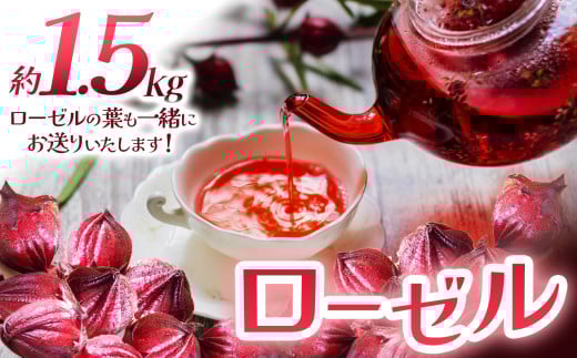 ローゼル(ローゼルの葉同梱) 1.5kg | ローゼル 農薬不使用 化学肥料不使用 珍しい 栃木県 特産品