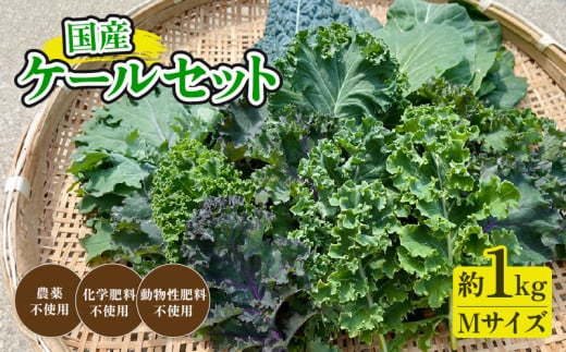 京都府産 ミックスケールM（約1.2kg）【 国産 産地直送 旬 季節の野菜 ケール 青汁 スーパーフード 野菜 緑黄色野菜 京都 綾部 】 749326 - 京都府綾部市
