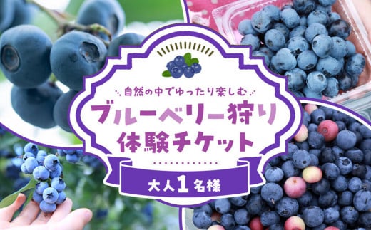 ブルーベリー狩り体験チケット　1名様分 2149231 - 愛知県大府市