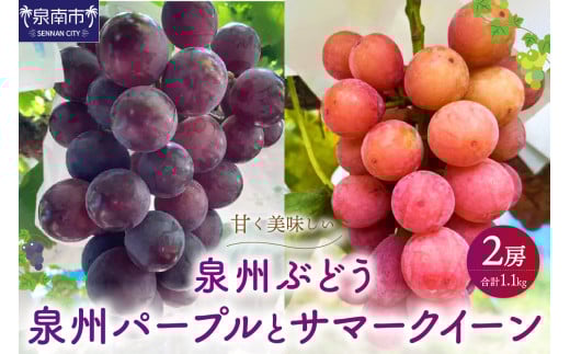 泉州パープルとサマークイーンの夏ぶどうセット【065D-021】 2149125 - 大阪府泉南市
