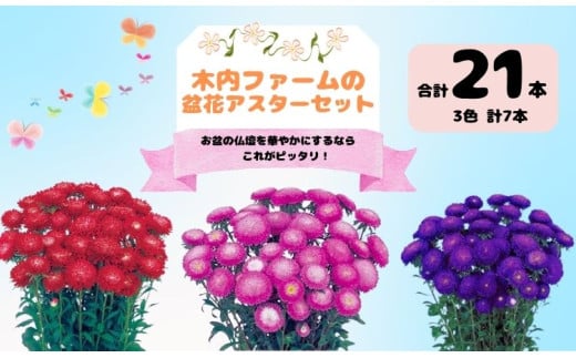 奥信濃飯山～木内ファームの盆花アスターセット～（7-A34）