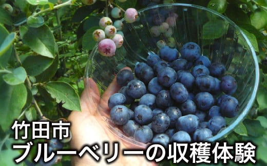 【1組5名まで】 ～自然豊かな久住高原で育ったブルーベリーの収穫体験～ 収穫ブルーベリーのお土産付き！ 【体験期間：毎年6月下旬～8月下旬】