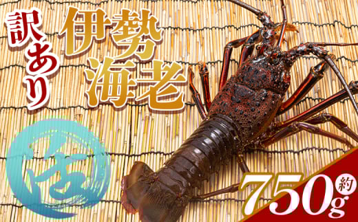 活 伊勢海老 計750g(1～3匹) 冷蔵 - 訳あり 国産 エビ えび 海鮮 魚介 産地直送 プリプリ 味噌汁 刺身 焼き物 汁物 えび蔵 高知県 香南市 冷蔵 10000円以上 1万円以上 eb-0002