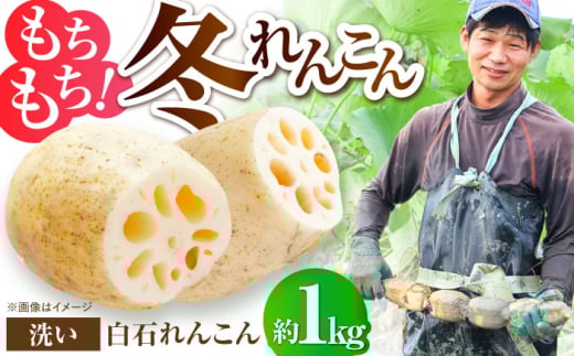 【土壌からとことんこだわり】白石町産 洗いれんこん約1kg【野中農園】 [IDC004]