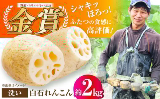 【野菜ソムリエサミット金賞】白石町産 絶品洗いれんこん約2kg【野中農園】 [IDC002]