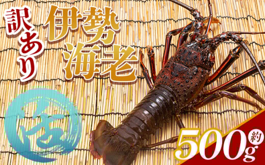活 伊勢海老 計500g(1～2匹) 冷蔵 - 活き伊勢海老 訳あり 国産 エビ えび 海鮮 魚介 産地直送 プリプリ 味噌汁 刺身 焼き物 汁物 えび蔵 高知県 香南市 冷蔵 10000円以上 1万円以上 eb-0001