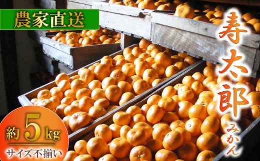 訳あり 寿太郎 みかん 約 5kg 産地直送 柑橘 訳アリ フルーツ 果物 蜜柑 オレンジ ご家庭用 沼津 静岡