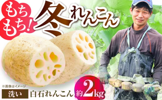 【土壌からとことんこだわり】白石町産 洗いれんこん約2kg【野中農園】 [IDC005]