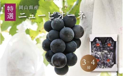 真庭市産 ニューピオーネ 特選 3～4房 ぶどう 贈答用 ギフト 岡山 真庭 ピオーネ 2025年8月中旬以降発送予定 真庭市 大粒 葡萄 果物 フルーツ 濃厚ピオーネ 人気 数量限定 黒ぶどう 大粒 種なし 甘い スイーツ 【pione01】 