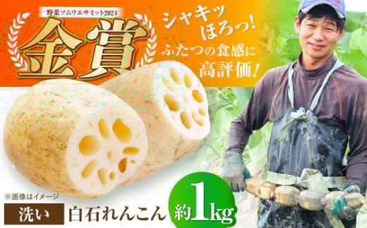 【野菜ソムリエサミット金賞】白石町産 絶品洗いれんこん約1kg【野中農園】 [IDC001]