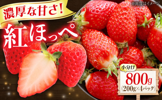 苺 紅ほっぺ 200g×4パック 国産 完熟 スムージー ジャム ヨーグルト 一口サイズ イチゴ 完熟 苺 果物 フルーツ 冷凍 広島県福山市/株式会社ベジータ [BABR002]