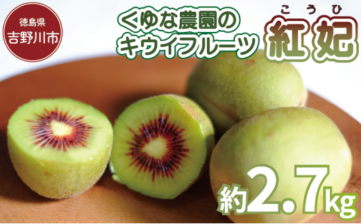 訳あり キウイフルーツ 紅妃 2.7kg 先行予約 2025年10月上旬～ 年内に発送予定 紅妃 レインボーレッド キウイ 国産 果物 デザート スイーツ ケーキ ゼリー ジュース ジャム シャーベット アイス  フルーツ ギフト プレゼント 贈答 送料無料 徳島県 吉野川市 くゆな農園
