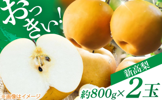 【先行予約】 まるはり新高梨（約800g×2玉入） 〈2025年9月下旬から発送開始〉 / 新高梨 梨 果物 フルーツ デザート 　【高知市農業協同組合】 438124 - 高知県高知市