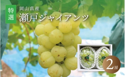 真庭市産　瀬戸ジャイアンツ　大房特選２房 ぶどう 岡山 真庭 葡萄 2025年9月中旬以降発送予定 果物 フルーツ ブドウ 人気 数量限定 皮ごと 種なし 産地直送 甘い 新鮮 数量限定 桃太郎ぶどう 大粒 新食感 フルーツ王国 人気上昇中 ギフト 贈答用 【seto06】