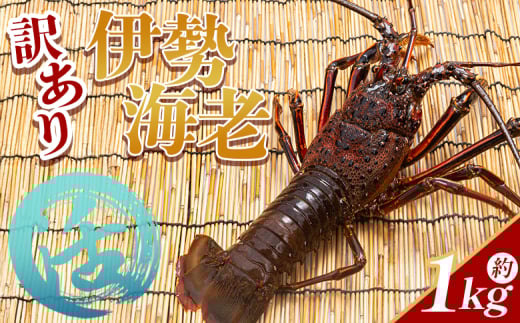 活 伊勢海老 計1kg(1～4匹) 冷蔵 - 活き伊勢海老 訳あり 国産 エビ えび 海鮮 魚介 産地直送 プリプリ 味噌汁 刺身 焼き物 汁物 えび蔵 高知県 香南市 冷蔵 10000円以上 1万円以上 eb-0003
