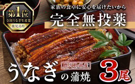 鹿児島県産うなぎ蒲焼 (1尾あたり136g～155g×3尾、タレ・山椒付き) 鰻 ウナギ うな重 ひつまぶし かばやき 九州産 国産 冷凍【西日本養鰻】A583 1557439 - 鹿児島県曽於市