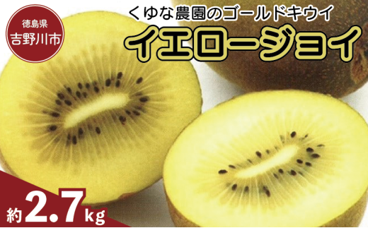 訳あり ゴールドキウイ 先行予約 約2.7kg 2025年11月上旬～発送 イエロージョイ キウイフルーツ キウイ フルーツ イエロージョイ 糖度 16度 期間限定 果物 ビタミンC 新鮮 旬 デザート 国産 ギフト 贈り物 送料無料 吉野川市 徳島県 くゆな農園 2148934 - 徳島県吉野川市