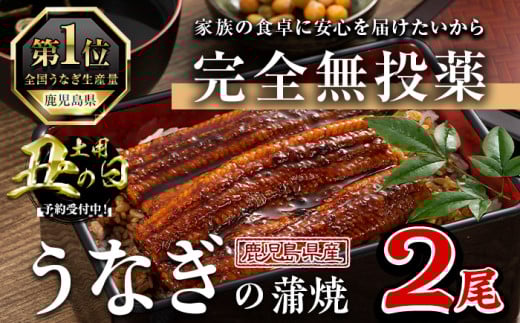 ＜丑の日先行予約受付中！＞鹿児島県産うなぎ蒲焼 (1尾あたり136g～155g×2尾、タレ・山椒付き) 鰻 かばやき 冷凍【西日本養鰻】A582-U 2095361 - 鹿児島県曽於市