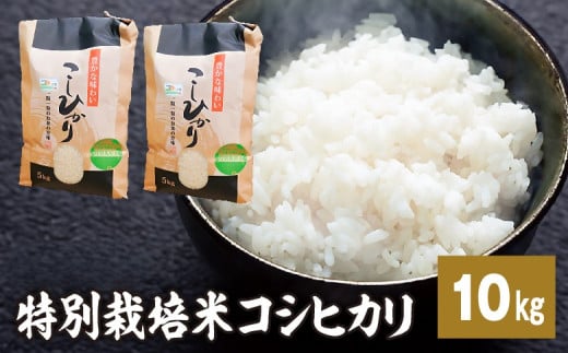 新米【令和7年産特別栽培米】 コシヒカリ 10kg 新米 米 お米 コメ こめ 精米 ライス 白米 炭水化物 ご飯 主食 食卓 おにぎり お弁当 茨城県産 ※2025年9月中旬頃より順次発送予定 2129562 - 茨城県常総市