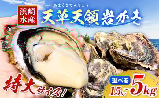 浜崎水産の天草天領岩かき 選べる容量 約 1.5kg 2.5kg 5kg [4月上旬-7月末頃出荷] [配送不可地域あり] 海鮮 海産物 海の幸 シーフード 魚貝類 かき 牡蠣 カキ 岩かき 岩牡蠣 夏牡蠣 生食用 生もの 濃厚 熊本県 苓北町