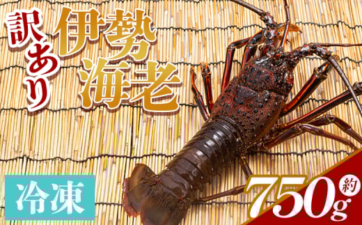 伊勢海老 計750g(1～3匹) 冷凍 - 訳あり 国産 エビ えび 海鮮 魚介 産地直送 プリプリ 味噌汁 刺身 焼き物 汁物 えび蔵 高知県 香南市 冷凍 10000円以上 1万円以上 eb-0005