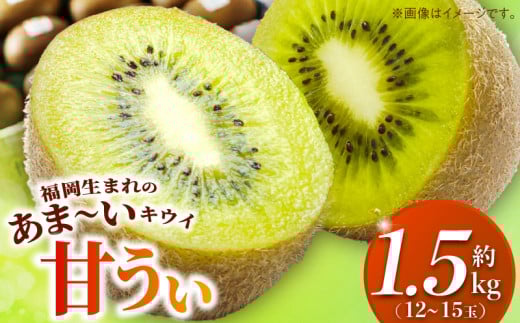 甘うぃ1.5kg箱_甘い キウイ 甘うぃ キウイフルーツ 1.5kg 国産 甘みの強い 果実 黄色味 福岡 オリジナル品種 濃厚 まろやか 高糖度 フルーツ 果物 ヨーグルト スムージー ジュース デザート 福岡県 久留米市 お取り寄せ お取り寄せフルーツ 送料無料_Fx019