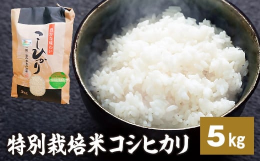 新米【令和7年産】特別栽培米コシヒカリ 5kg 新米 米 お米 コメ こめ 精米 ライス 白米 炭水化物 ご飯 主食 食卓 おにぎり お弁当 茨城県産 ※2025年9月中旬頃より順次発送予定 2129563 - 茨城県常総市