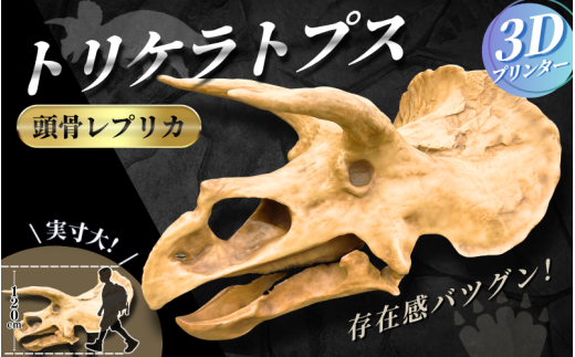 [トリケラトプス] 原寸大 頭骨レプリカ / レプリカ 標本 コレクション プラモデル 実物大 恐竜 骨格レプリカ フィギュア インテリア 展示 模型 博物館 骨格 頭蓋骨 オブジェ 3Dプリント [anf007]