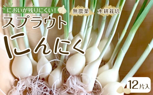 スプラウトにんにく 12片　国産ホワイト六片使用、無農薬、水耕栽培
