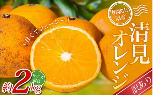 [訳あり] 森本農園の手選別 清見オレンジ 約2kg 和歌山県産 サイズ混合 ※2026年2月上旬〜5月中旬頃順次発送 / 清見 きよみ オレンジ 柑橘 期間限定 由良町 果物 フルーツ 和歌山県[mrmt023A]