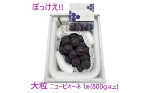 ぶどう 2025年 先行予約 ぼっけえ 大粒 ニューピオーネ 1房(800g以上) 化粧箱入り ブドウ 葡萄 岡山県産 国産 フルーツ 果物 ギフト[№5735-3269]