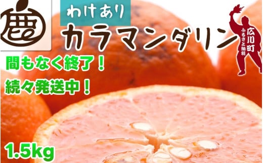 カラマンダリン 1.5kg+45g（痛み補償分） 家庭用 / カラ カラオレンジ カラみかん 南津海 なつみ 訳あり 和歌山 有田 柑橘 晩柑 ※4月上旬〜7月中旬に順次発送 ※北海道・沖縄・離島への配送不可 【ikd015-c-1d5A】 2150615 - 和歌山県広川町
