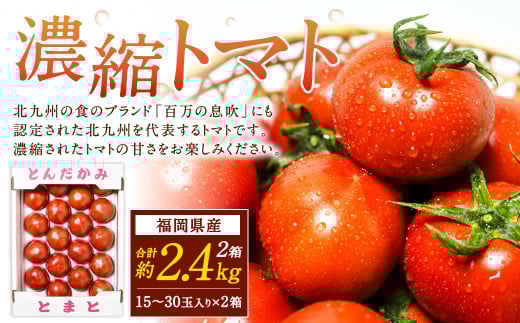 福岡県北九州市若松区産 若松濃縮トマト 約2.4kg 【1.2kg箱（15玉～30玉入り）×2箱】【2026年3月上旬～6月下旬発送予定】トマト とまと 野菜 国産 北九州市産 1497469 - 福岡県北九州市