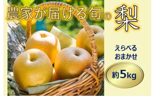 【017-15】信州の梨　品種おまかせ　約５キロ 2071465 - 長野県伊那市
