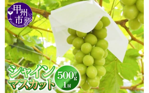 シャインマスカット 500g以上 1房【2025年発送】（YKI）A08-991【シャインマスカット ぶどう ブドウ 葡萄 令和7年発送 期間限定 山梨県産 甲州市 フルーツ 果物】