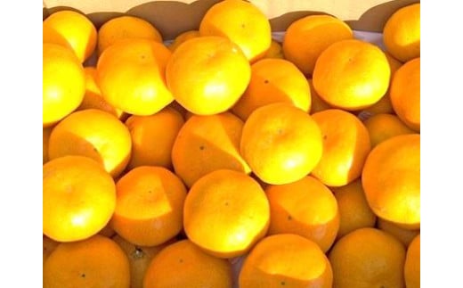 まちなが家族農園の小玉みかん 3.5kg みかん ミカン 蜜柑 たらみかん 太良みかん 温州みかん 完熟みかん 甘熟 柑橘 国産 佐賀県産 太良町 こだわり 有機栽培 産地直送 贈答品 詰め合わせ 極甘 M119