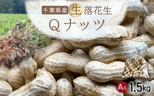 【先行受付・9月上旬より順次発送！】Qナッツ 生落花生 1.5kg  ／ふるさと納税 落花生 生 生落花生 Qナッツ Qなっつ A品 新品種 希少 旬 季節限定 あっさり 香ばしい 甘い 塩ゆで おやつ おつまみ 千葉県 山武市 SMAH014