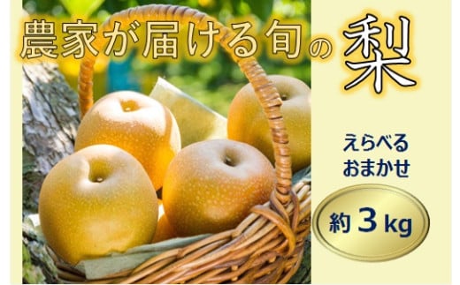【013-40】信州の梨　品種おまかせ　約３キロ 2071464 - 長野県伊那市