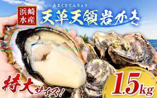 浜崎水産の天草天領岩かき 約1.5kg [4月上旬-7月末頃出荷] [配送不可地域あり] 海鮮 海産物 海の幸 シーフード 魚貝類 かき 牡蠣 岩かき 岩牡蠣 夏牡蠣 生食用 生もの 濃厚 熊本県 苓北町